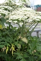 Små hvide blomster i store klynger